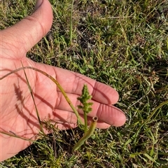 Microtis sp. (Onion Orchid) at Jacka, ACT - 30 Oct 2024 by Wildlifewarrior80