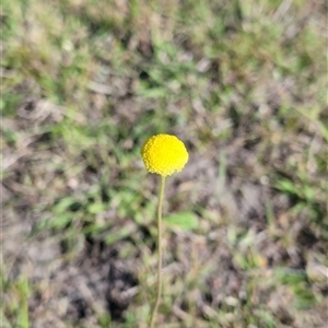 Craspedia variabilis at Moncrieff, ACT - 31 Oct 2024