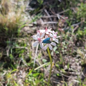 Burchardia umbellata at Jacka, ACT - suppressed