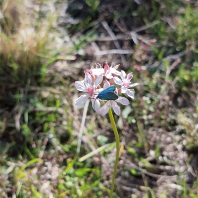 Burchardia umbellata (Milkmaids) at Jacka, ACT - 31 Oct 2024 by Wildlifewarrior80