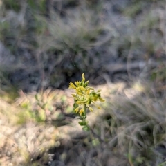 Pimelea curviflora (Curved Rice-flower) at Jacka, ACT - 31 Oct 2024 by Wildlifewarrior80