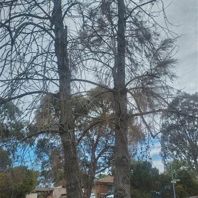 Casuarina cunninghamiana subsp. cunninghamiana (River She-Oak, River Oak) at Evatt, ACT - 30 Oct 2024 by rbannister