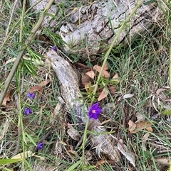 Solanum linearifolium (Kangaroo Apple) at Hackett, ACT - 30 Oct 2024 by waltraud