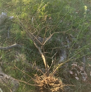 Solanum linearifolium at Hackett, ACT - 30 Oct 2024 06:30 PM