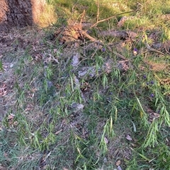 Solanum linearifolium at Hackett, ACT - 30 Oct 2024 06:30 PM