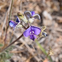 Swainsona sp. at Bredbo, NSW - 30 Oct 2024 by DianneClarke