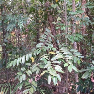 Casearia grewiifolia at Manoora, QLD - 30 Oct 2024 01:36 PM