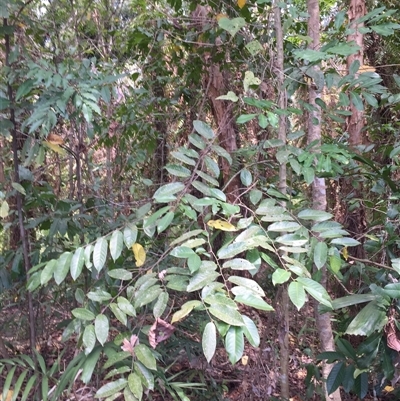 Casearia grewiifolia at Manoora, QLD - 30 Oct 2024 by JasonPStewartNMsnc2016