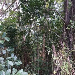 Casearia grewiifolia at Manoora, QLD - 30 Oct 2024 01:36 PM