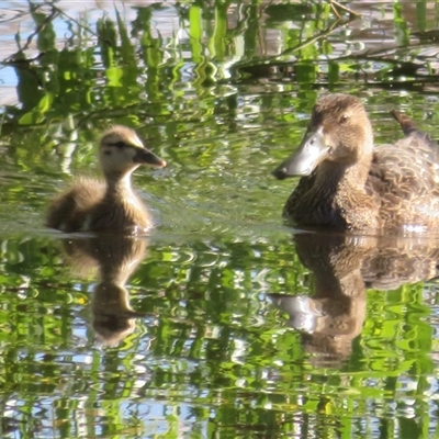 Spatula rhynchotis (Australasian Shoveler) at Fyshwick, ACT - 26 Oct 2024 by Christine