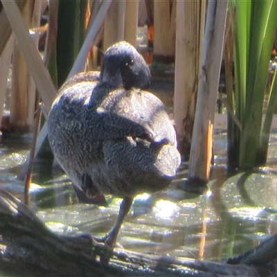 Stictonetta naevosa (Freckled Duck) at Fyshwick, ACT - 26 Oct 2024 by Christine