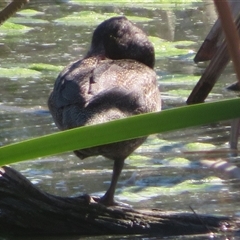 Stictonetta naevosa at Fyshwick, ACT - 26 Oct 2024