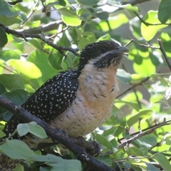 Eudynamys orientalis (Pacific Koel) at Flynn, ACT - 29 Oct 2024 by Christine