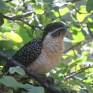 Eudynamys orientalis at Flynn, ACT - 29 Oct 2024 03:25 PM