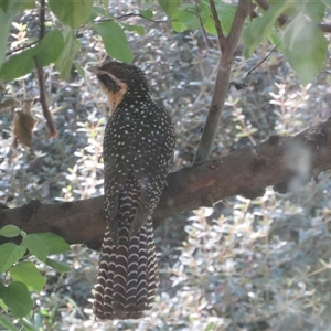 Eudynamys orientalis at Flynn, ACT - 29 Oct 2024