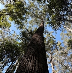 Unidentified Gum Tree at Lorne, NSW - 31 Oct 2024 by Butlinz