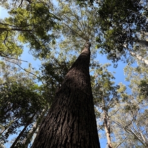 Unidentified Gum Tree at Lorne, NSW by Butlinz