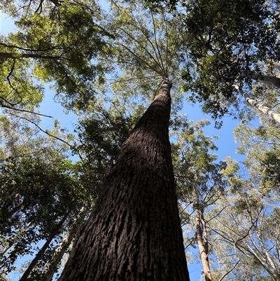 Unidentified Gum Tree at Lorne, NSW - 30 Oct 2024 by Butlinz