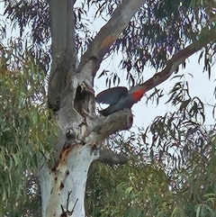 Callocephalon fimbriatum (Gang-gang Cockatoo) at Cook, ACT - 30 Oct 2024 by LuluBird