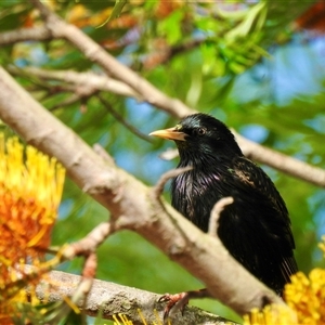 Sturnus vulgaris (Common Starling) at Kurri Kurri, NSW by shadowfeet