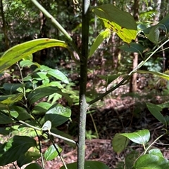 Unidentified Gum Tree at Lorne, NSW - 31 Oct 2024 by Butlinz