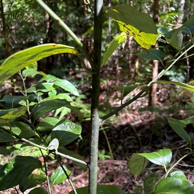 Unidentified Gum Tree at Lorne, NSW - 31 Oct 2024 by Butlinz