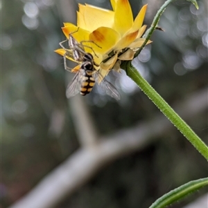 Oxyopes elegans at Hackett, ACT - 31 Oct 2024