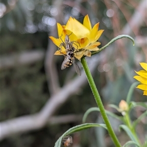 Oxyopes elegans at Hackett, ACT - 31 Oct 2024