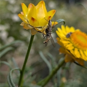 Oxyopes elegans at Hackett, ACT - 31 Oct 2024