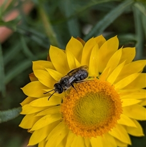 Lasioglossum (Chilalictus) lanarium at Hackett, ACT - 31 Oct 2024