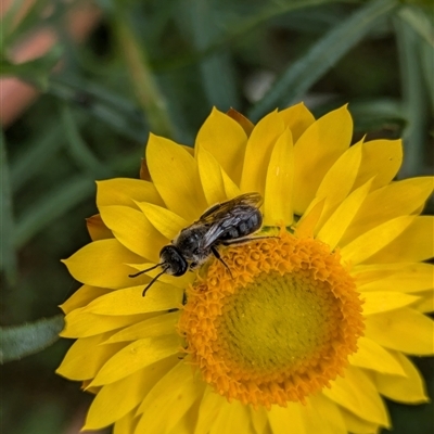 Lasioglossum (Chilalictus) lanarium (Halictid bee) at Hackett, ACT - 31 Oct 2024 by WalterEgo