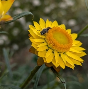 Lasioglossum (Chilalictus) lanarium at Hackett, ACT - 31 Oct 2024