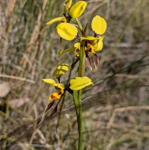 Diuris sulphurea at Bruce, ACT - 27 Oct 2024