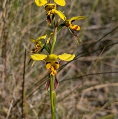 Diuris sulphurea at Bruce, ACT - 27 Oct 2024