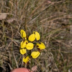 Diuris sulphurea at Bruce, ACT - 27 Oct 2024