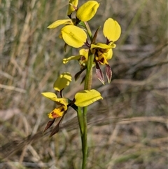 Diuris sulphurea at Bruce, ACT - 27 Oct 2024