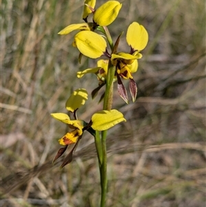 Diuris sulphurea at Bruce, ACT - 27 Oct 2024