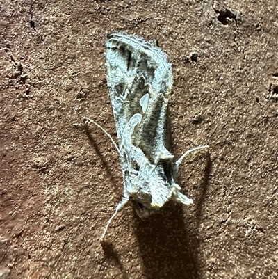 Chrysodeixis argentifera (Tobacco Looper) at Ainslie, ACT - 30 Oct 2024 by Pirom