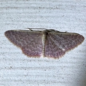 Idaea inversata at Ainslie, ACT - 30 Oct 2024 09:33 PM