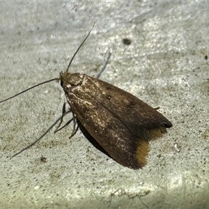 Tachystola acroxantha at Ainslie, ACT - 30 Oct 2024