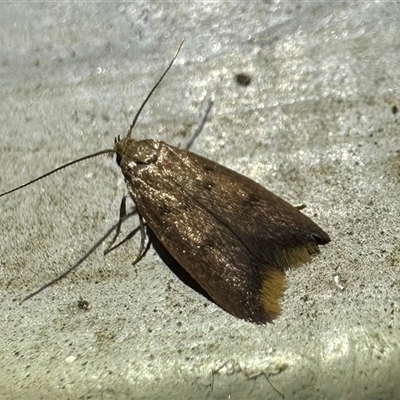 Tachystola acroxantha (A Concealer moth) at Ainslie, ACT - 30 Oct 2024 by Pirom