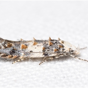 Leptozestis harmosta at Jerrabomberra, NSW - 30 Oct 2024