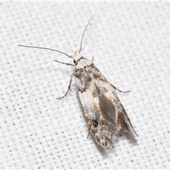 Leptozestis harmosta at Jerrabomberra, NSW - 30 Oct 2024