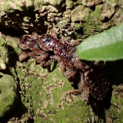 Cormodes darwini (A Clerid beetle) at Lord Howe Island, NSW - 24 Feb 2024 by MichaelBedingfield