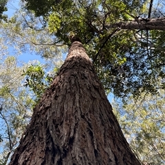 Unidentified Gum Tree at Lorne, NSW - 30 Oct 2024 by Butlinz