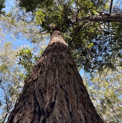 Unidentified Gum Tree at Lorne, NSW - 31 Oct 2024 by Butlinz