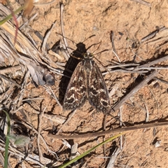 Synemon plana (Golden Sun Moth) at Yarralumla, ACT - 30 Oct 2024 by mareehill