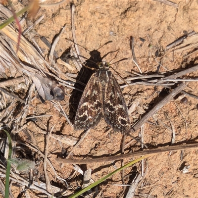 Synemon plana (Golden Sun Moth) at Yarralumla, ACT - 30 Oct 2024 by mareehill