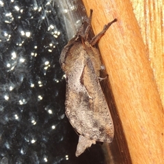 Elhamma australasiae (A Swift or Ghost moth (Hepialidae)) at Conder, ACT - 18 Feb 2024 by MichaelBedingfield