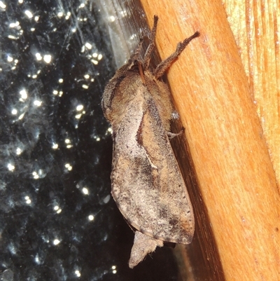 Elhamma australasiae (A Swift or Ghost moth (Hepialidae)) at Conder, ACT - 18 Feb 2024 by MichaelBedingfield